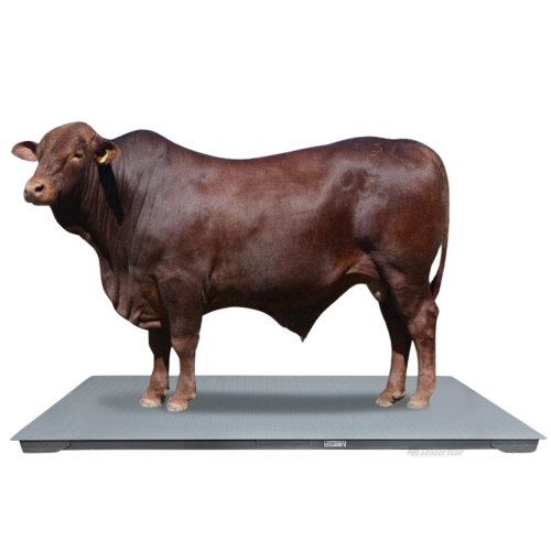 Waga platformowa z legalizacją BW [1,2x2,2m] 2