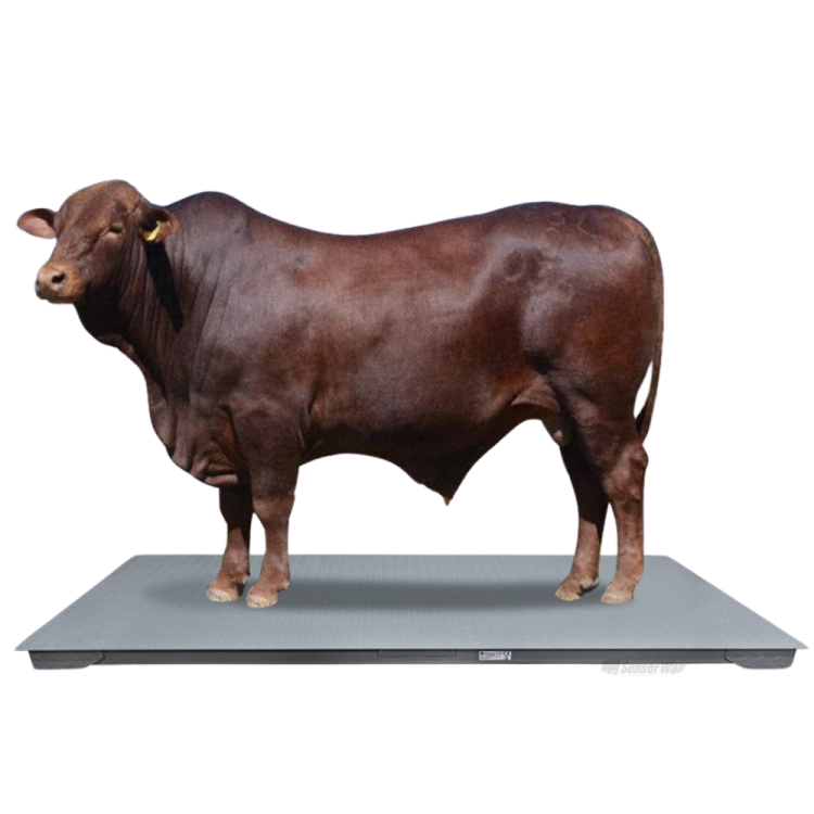 Waga platformowa z legalizacją BW [1,2x2,2m] 2