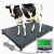 Waga platformowa inwentarzowa SWP-A [1,2x2,2m] 0